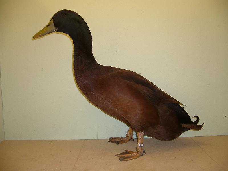 Munster 2009 047.jpg - Cambellenten Kakifarbig von Stefan Grundmeier